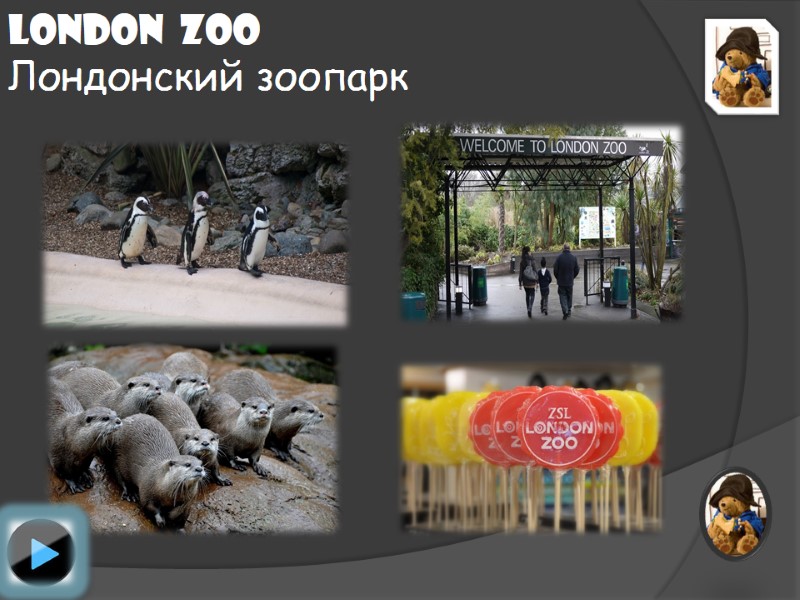 London  Zoo Лондонский зоопарк